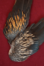 jungle cock wings